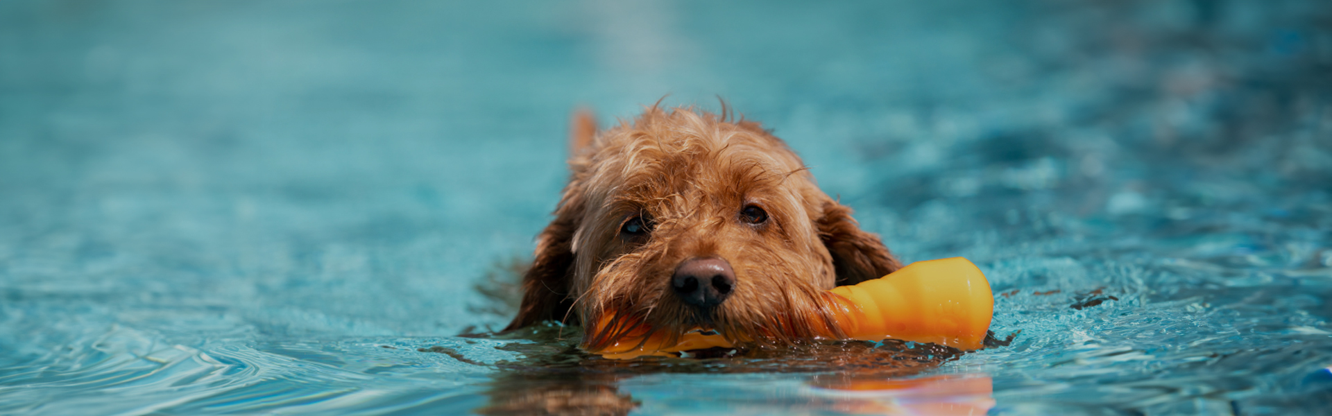 Salt Water Pool Products